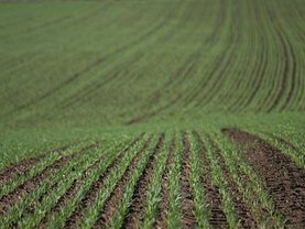 Teren agricol de vânzare, în Arad, zona Nord-Vest