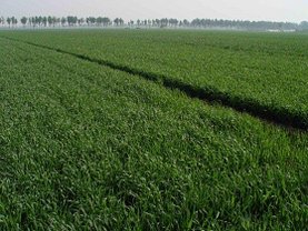 Teren agricol de vânzare, în Fiscut