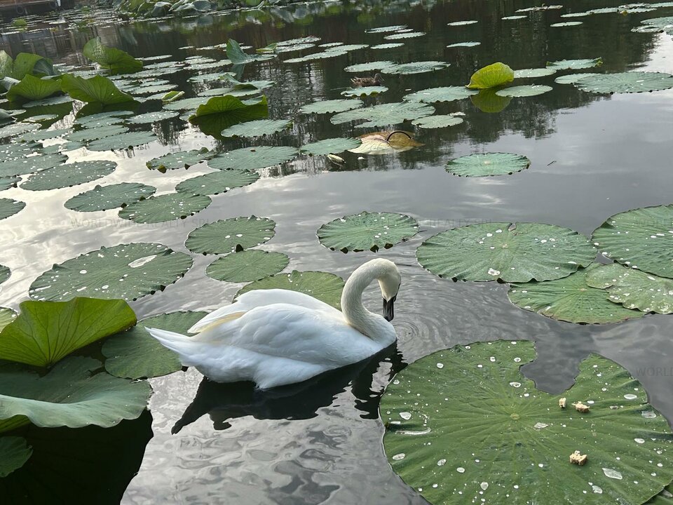 Snagov Lac