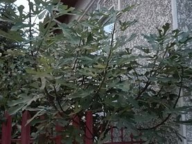 Casa de vânzare 3 camere, în Bucuresti, zona 1 Mai