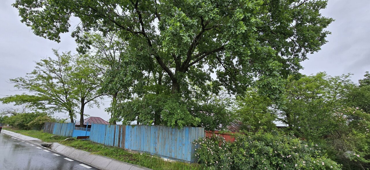 Casa si teren intravilan 4200 mp Cotesti