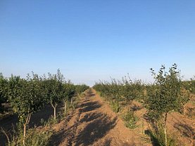 Teren agricol de vânzare, în Amzacea