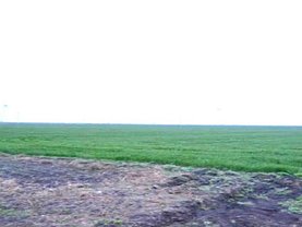 Teren agricol de vânzare în Belciugatele
