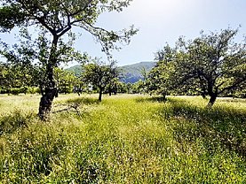 Teren constructii de vânzare, în Bran