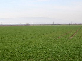Teren agricol de vânzare, în Dobromir
