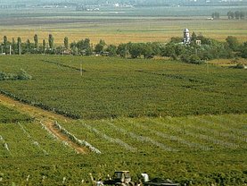 Teren agricol de vânzare, în Murfatlar, zona Nord
