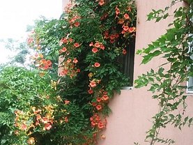 Casa de vânzare 6 camere, în Naipu