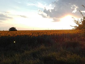 Licitaţie teren agricol, în Tancabesti