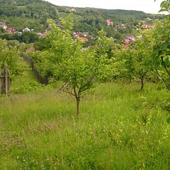 Terenuri Agricole De Vanzare In JudeÅ£ul Arges 82495618 Anunturi Imobiliare Ro