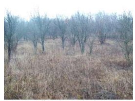 Teren agricol de vânzare în Bistrita, Nord