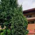 Casa de vânzare 14 camere, în Bucuresti, zona Tei
