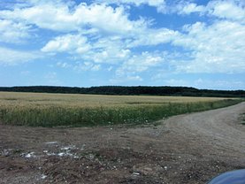 Licitaţie teren agricol, în Buftea
