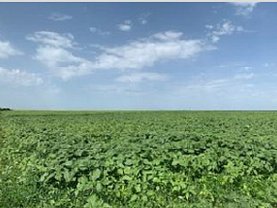 Teren agricol de vânzare în Vasilati