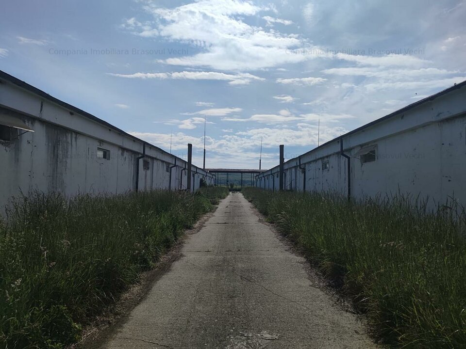 Hale pentru depozitare sau productie, teren aferent, vanzare sau inchiriere.