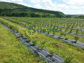 Teren agricol de vânzare, în Cârţa