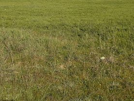 Teren constructii de vânzare, în Timişoara, zona Braytim