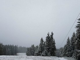 Teren padure de vânzare, în Băişoara