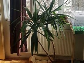 Casa de închiriat 3 camere, în Cluj-Napoca, zona Dambul Rotund