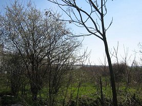 Licitaţie teren agricol, în Magurele