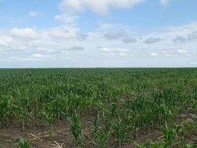 Teren agricol de vânzare, în Griviţa