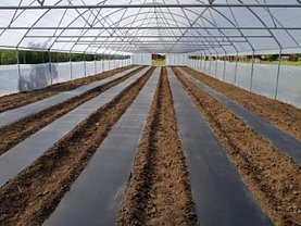 Teren constructii de vânzare, în Limanu