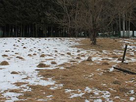 Teren constructii de vânzare, în Buşteni, zona Zamora