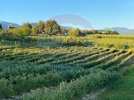 Teren agricol de vânzare, în Şurdeşti