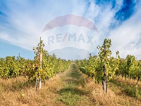 Teren agricol de vânzare, în Covăsinţ