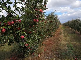 Teren agricol de vânzare, în Deleni