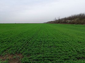 Teren agricol de vânzare, în Afumaţi
