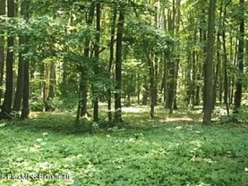 Teren padure de vânzare în Voluntari