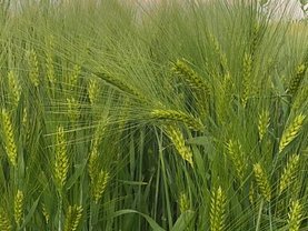 Teren agricol de vânzare, în Aureşti
