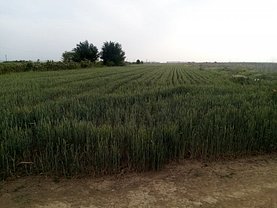 Teren constructii de vânzare, în Joiţa