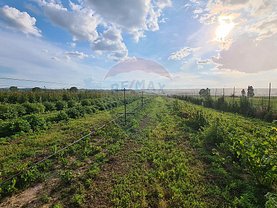 Teren agricol de vânzare, în Săuceşti