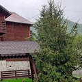 Casa de vânzare 6 camere, în Nucsoara