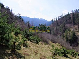 Teren padure de vânzare, în Săcele