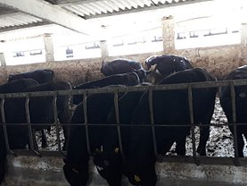 Vânzare fERMA BOVINE ANGUS