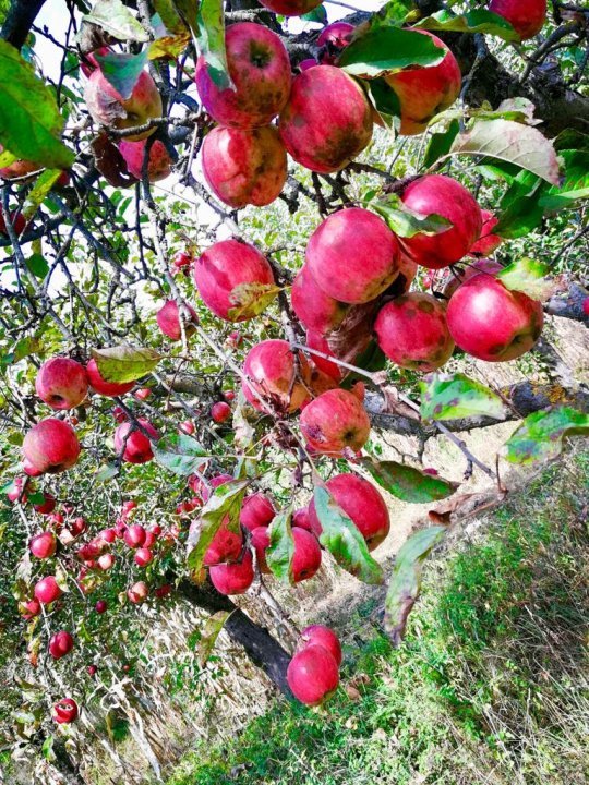 Domiciliu de vacanta sau / si de locuit + business in sat frumos cu teren mare