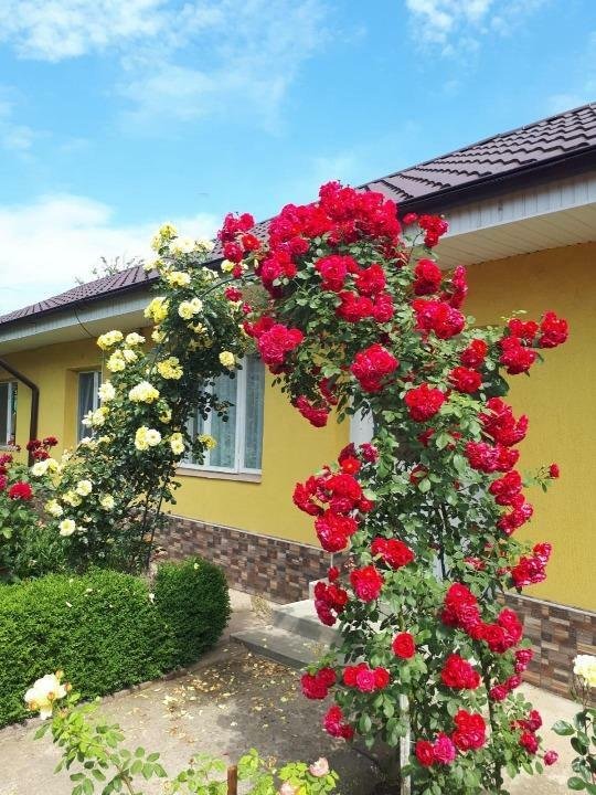 Merita toata tentia!